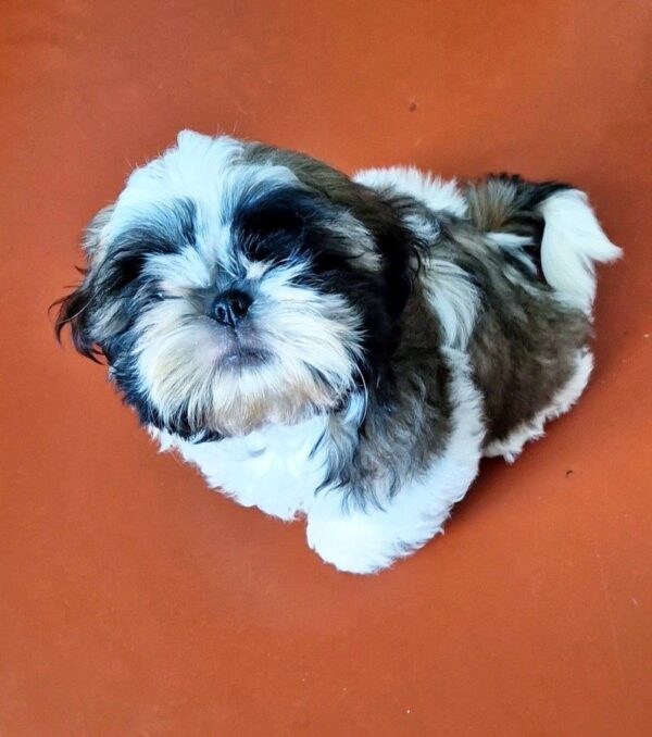 Asher Shih Tzu Asher Shih Tzu