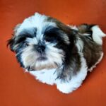 Asher-male-Shih-Tzu-puppy-for-sale-5