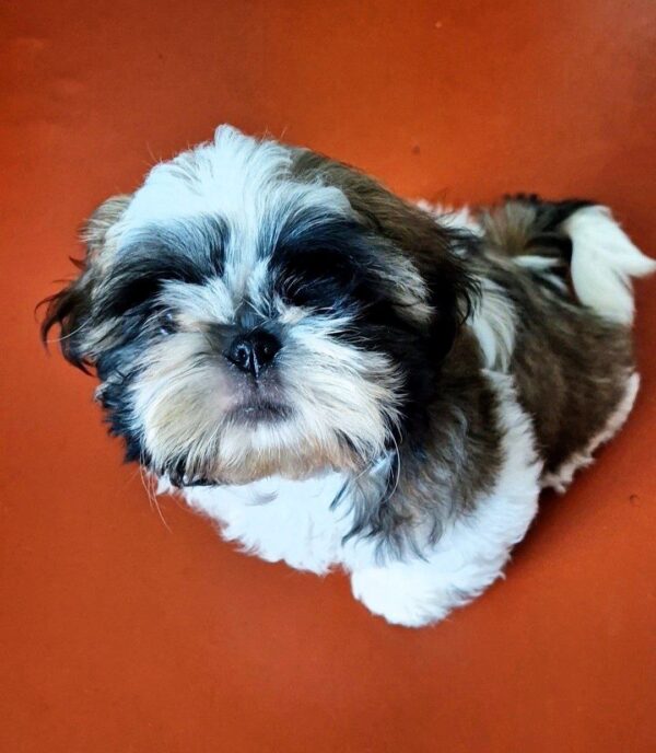 Asher Shih Tzu Asher Shih Tzu