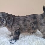 Ashton-male-froodle-puppy-for-sale- (1)