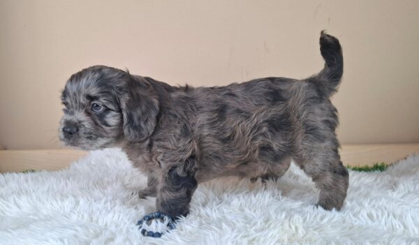 Ashton Froodle Ashton Froodle