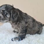 Ashton-male-froodle-puppy-for-sale- (2)