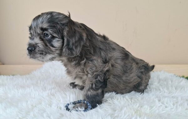 Ashton Froodle Ashton Froodle