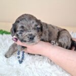 Ashton-male-froodle-puppy-for-sale- (2)