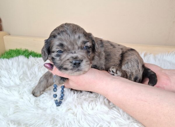 Ashton Froodle Ashton Froodle