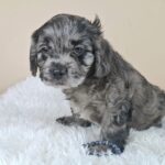 Ashton-male-froodle-puppy-for-sale- (3)