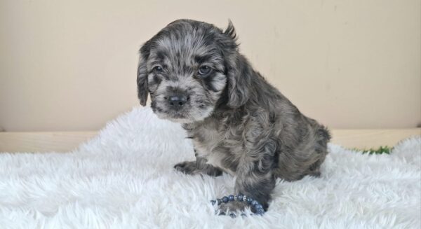 Ashton Froodle Ashton Froodle