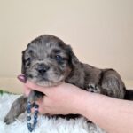 Ashton-male-froodle-puppy-for-sale- (3)