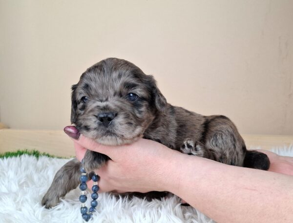 Ashton Froodle Ashton Froodle