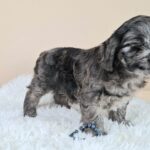 Ashton-male-froodle-puppy-for-sale- (4)