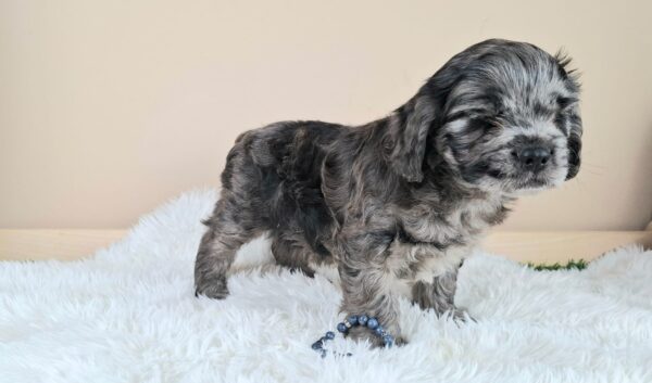 Ashton Froodle Ashton Froodle