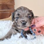 Ashton-male-froodle-puppy-for-sale- (4)