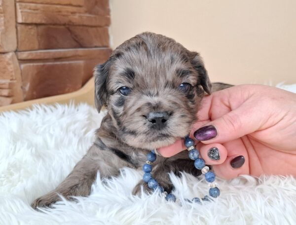 Ashton Froodle Ashton Froodle