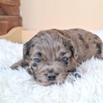Ashton-male-froodle-puppy-for-sale- (5)