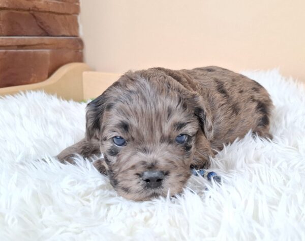 Ashton Froodle Ashton Froodle