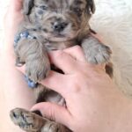 Ashton-male-froodle-puppy-for-sale- (6)