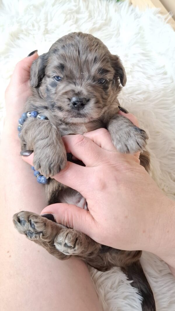 Ashton Froodle Ashton Froodle