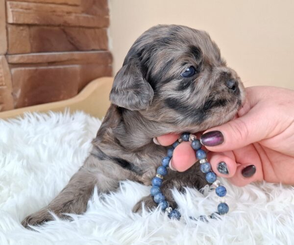 Ashton Froodle Ashton Froodle