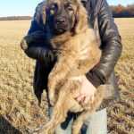 Asvad-male-Caucasian-Mountain-Dog-puppy-for-sale-1