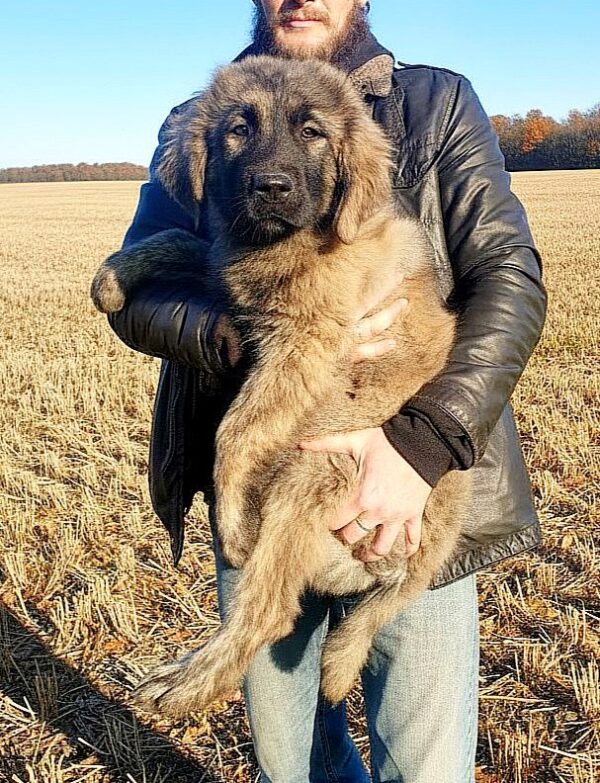 Asvad Caucasian Mountain Dog Asvad Caucasian Mountain Dog