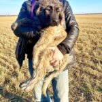 Asvad-male-Caucasian-Mountain-Dog-puppy-for-sale-2