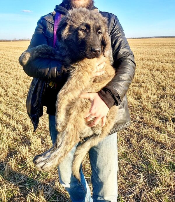Asvad Caucasian Mountain Dog Asvad Caucasian Mountain Dog