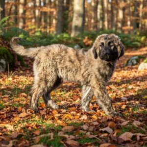 Asvad Caucasian Mountain Dog Asvad Caucasian Mountain Dog