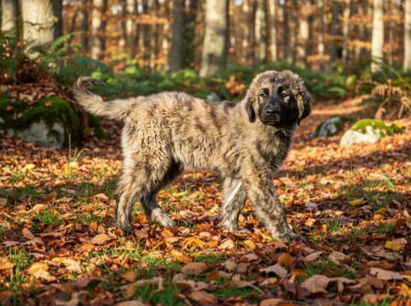 Asvad Caucasian Mountain Dog Asvad Caucasian Mountain Dog