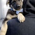 Atlas-male-East-European-Shepherd-puppy-for-sale-1