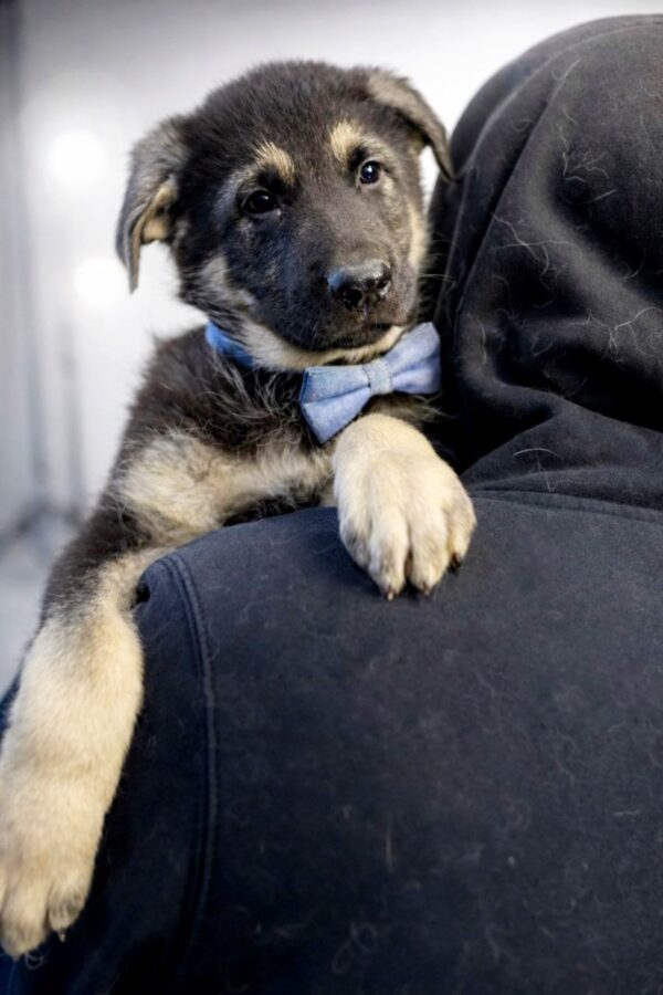 Atlas East-European Shepherd Atlas East-European Shepherd