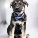 Atlas-male-East-European-Shepherd-puppy-for-sale-2
