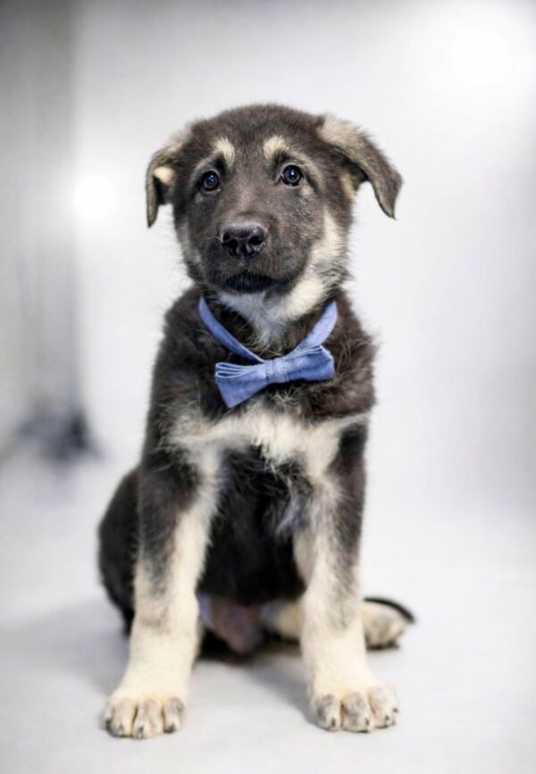 Atlas East-European Shepherd Atlas East-European Shepherd