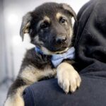 Atlas-male-East-European-Shepherd-puppy-for-sale-3
