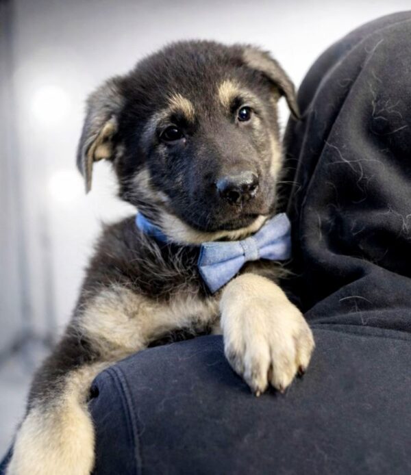 Atlas East-European Shepherd Atlas East-European Shepherd