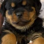 Ayara-female-Rottweiler-puppy-for-sale-1