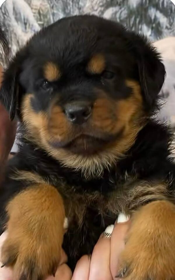 Ayara Rottweiler Ayara Rottweiler