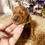 Bacardi-male-english-cocker-spaniel-puppy-for-sale- (1)
