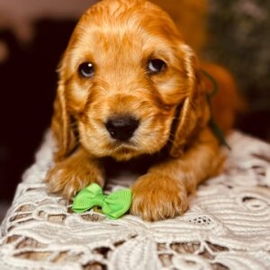 Bacardi English Cocker Spaniel Bacardi English Cocker Spaniel