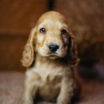 Bacardi-male-english-cocker-spaniel-puppy-for-sale- (1)