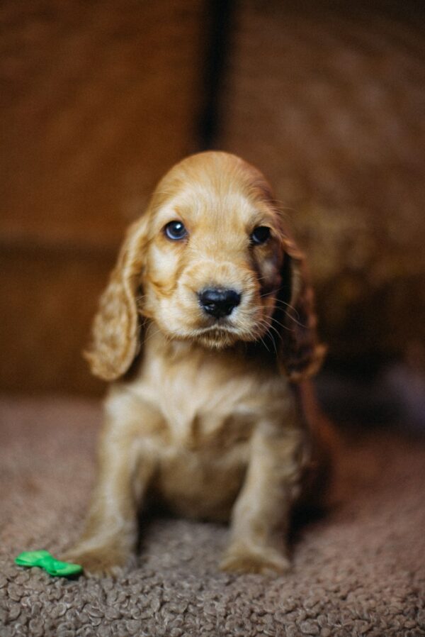 Bacardi English Cocker Spaniel Bacardi English Cocker Spaniel
