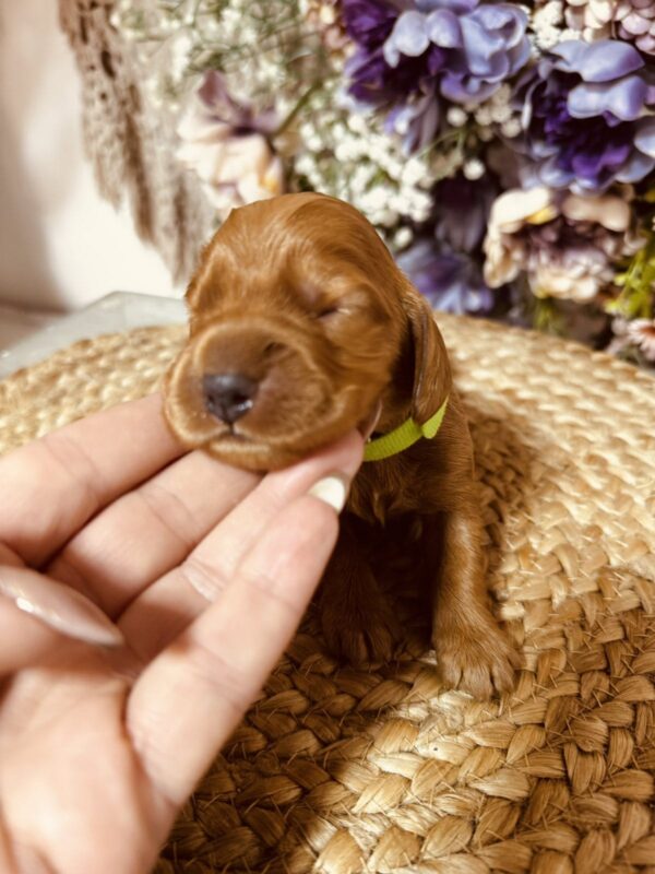 Bacardi English Cocker Spaniel Bacardi English Cocker Spaniel