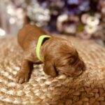 Bacardi-male-english-cocker-spaniel-puppy-for-sale- (2)