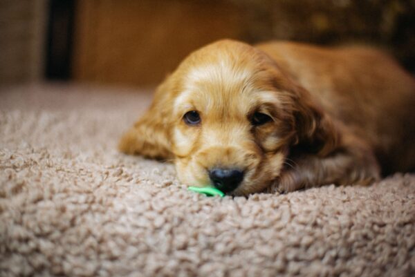 Bacardi English Cocker Spaniel Bacardi English Cocker Spaniel