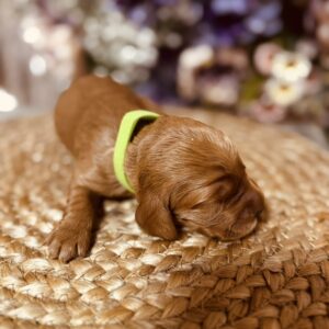 Bacardi English Cocker Spaniel Bacardi English Cocker Spaniel