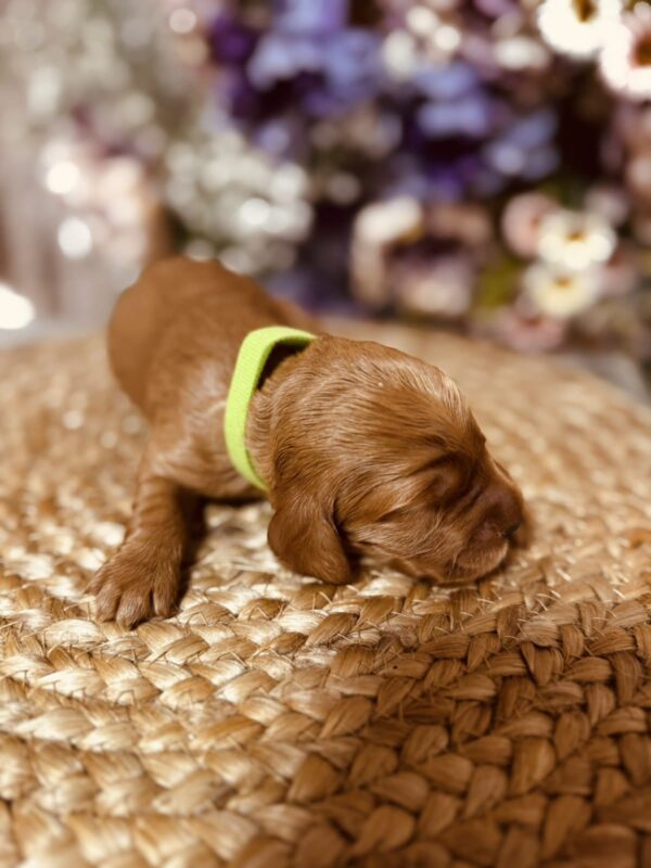 Bacardi English Cocker Spaniel Bacardi English Cocker Spaniel