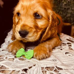 Bacardi English Cocker Spaniel Bacardi English Cocker Spaniel