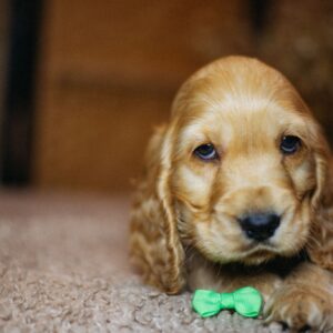 Bacardi English Cocker Spaniel Bacardi English Cocker Spaniel