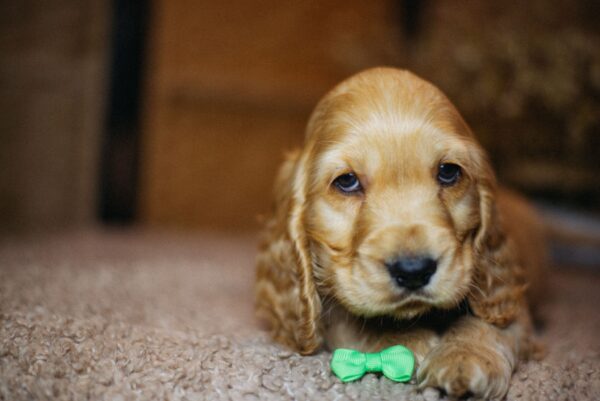 Bacardi English Cocker Spaniel Bacardi English Cocker Spaniel