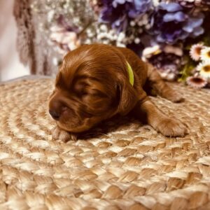 Bacardi English Cocker Spaniel Bacardi English Cocker Spaniel