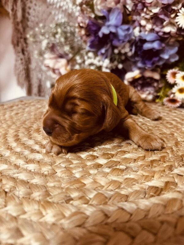 Bacardi English Cocker Spaniel Bacardi English Cocker Spaniel